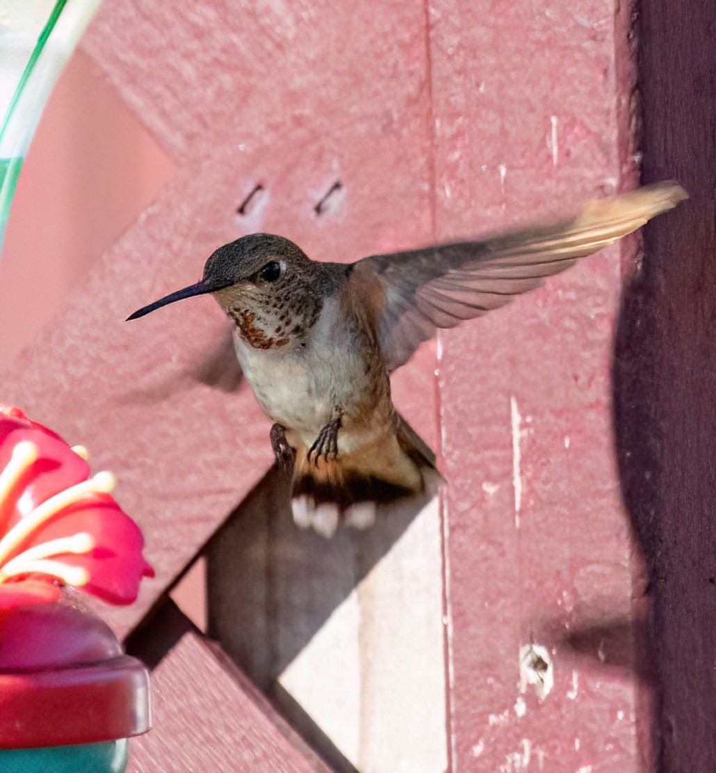 Broad-tailed Hummingbird - ML617765197
