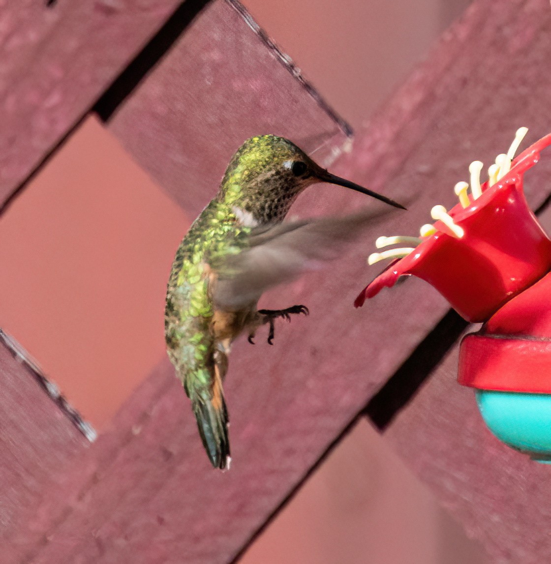 Broad-tailed Hummingbird - ML617765198
