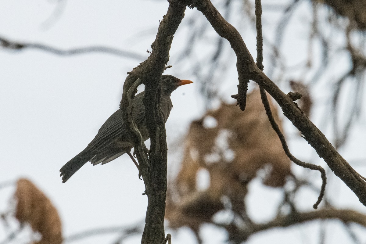 Indian Blackbird - Ayaz Mansuri
