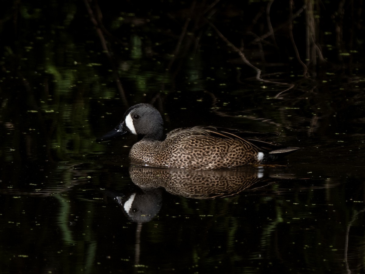 Blue-winged Teal - ML617765216