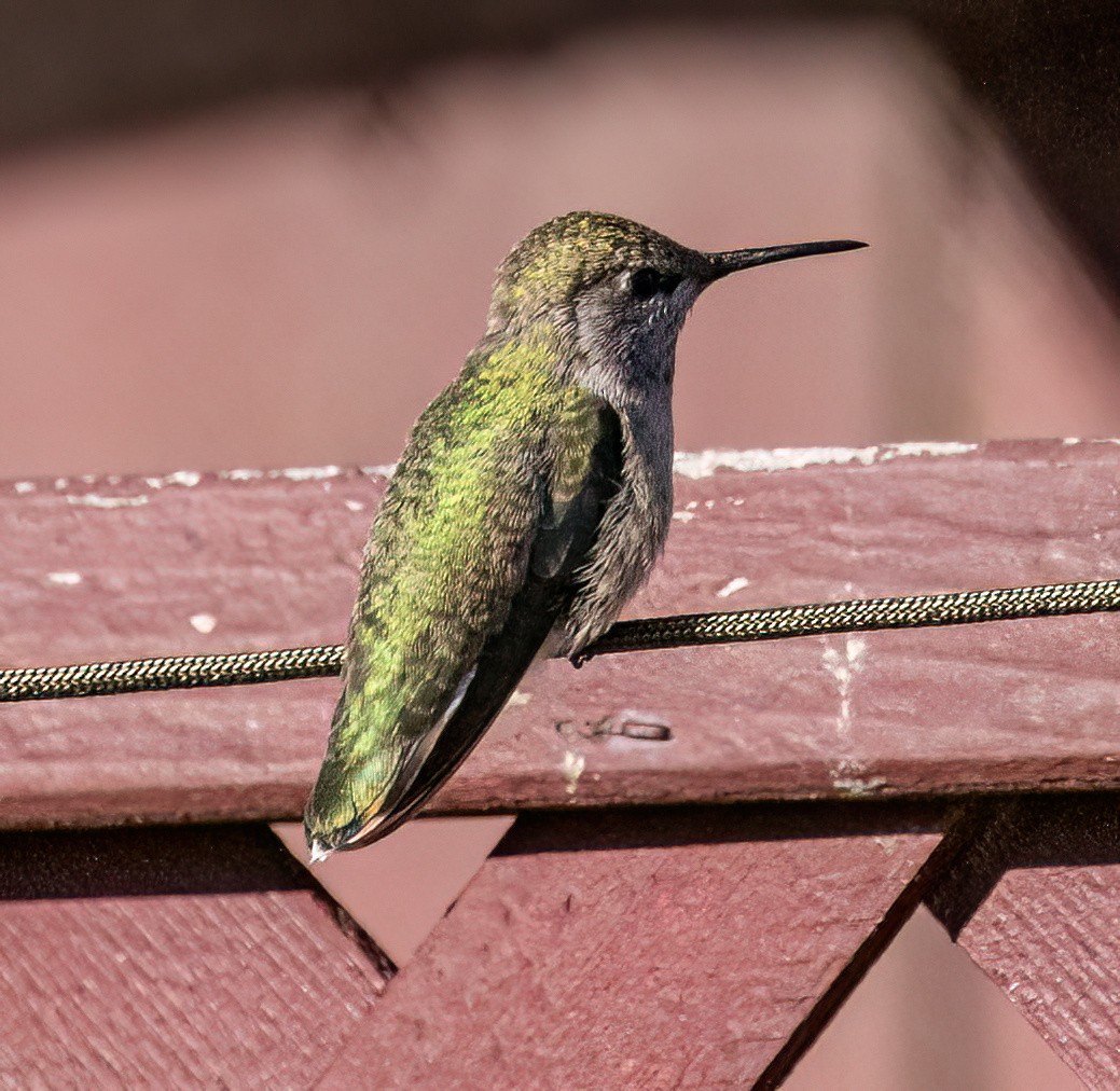 Anna's Hummingbird - ML617765224