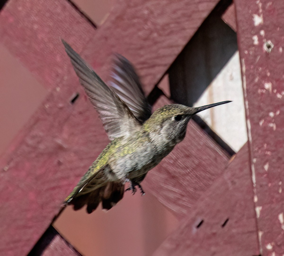 Anna's Hummingbird - ML617765225