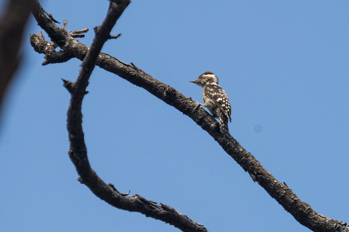Brown-capped Pygmy Woodpecker - ML617765245