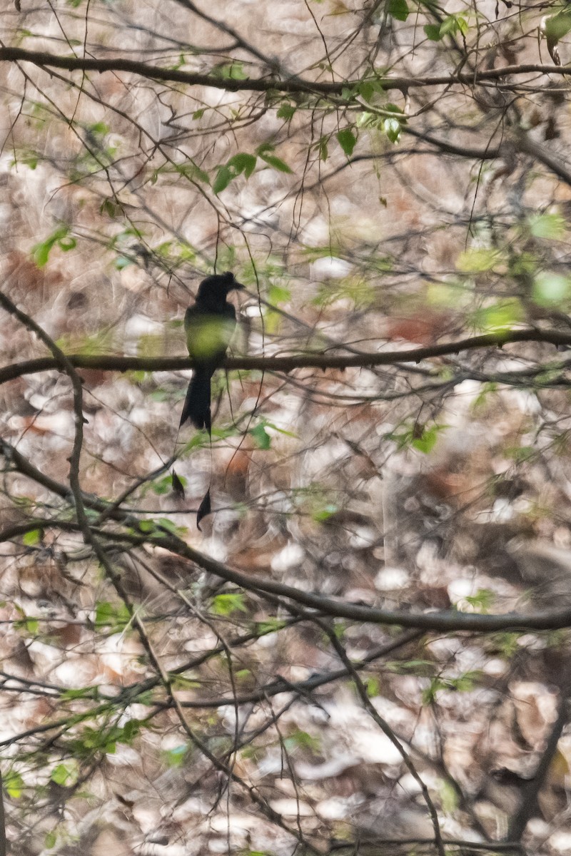 Greater Racket-tailed Drongo - ML617765258