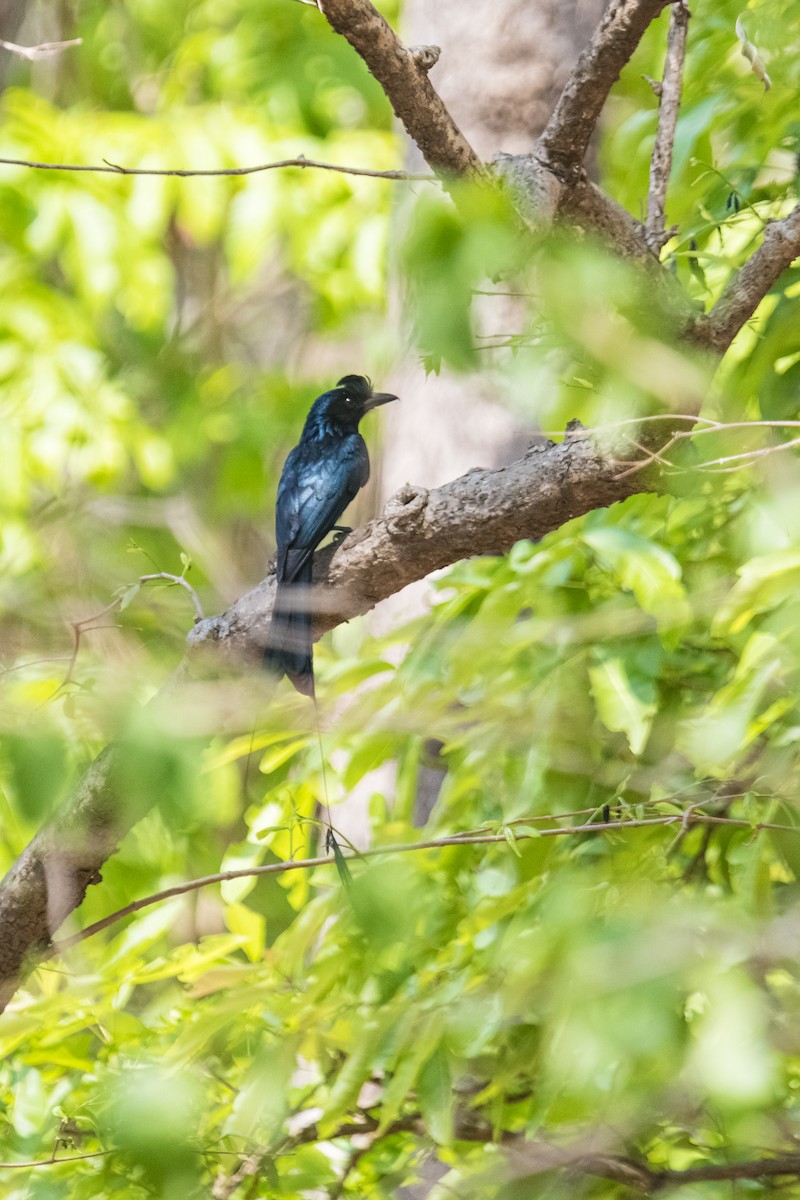 Greater Racket-tailed Drongo - ML617765259