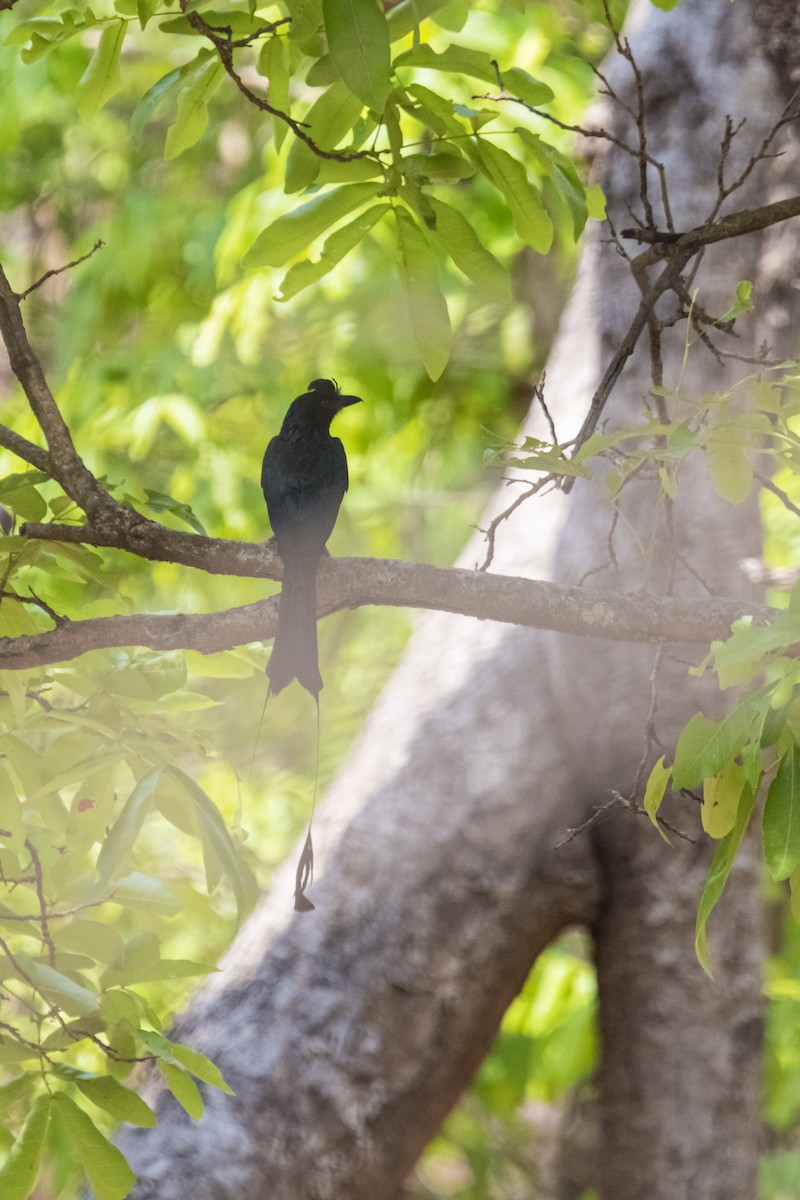Greater Racket-tailed Drongo - ML617765260