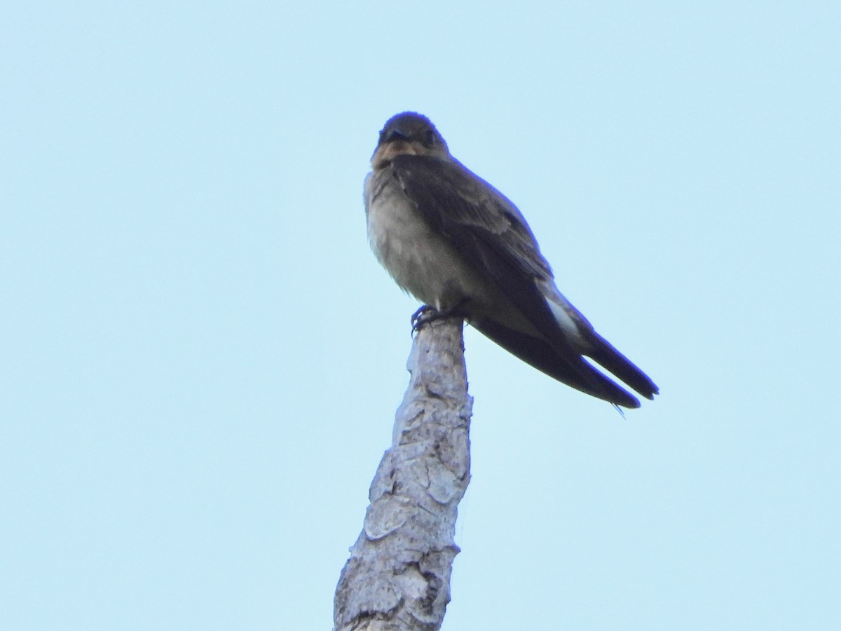 Southern Rough-winged Swallow - ML617765328