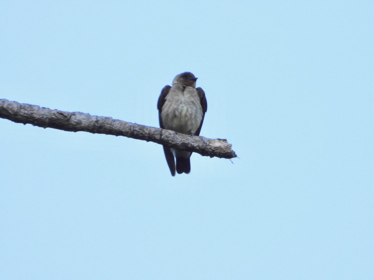 Southern Rough-winged Swallow - ML617765333