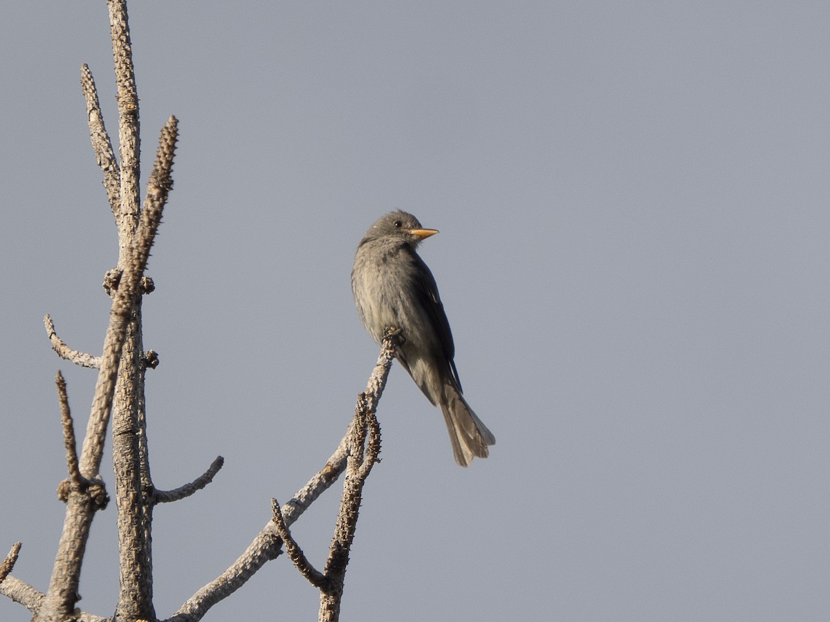 Greater Pewee - ML617765362