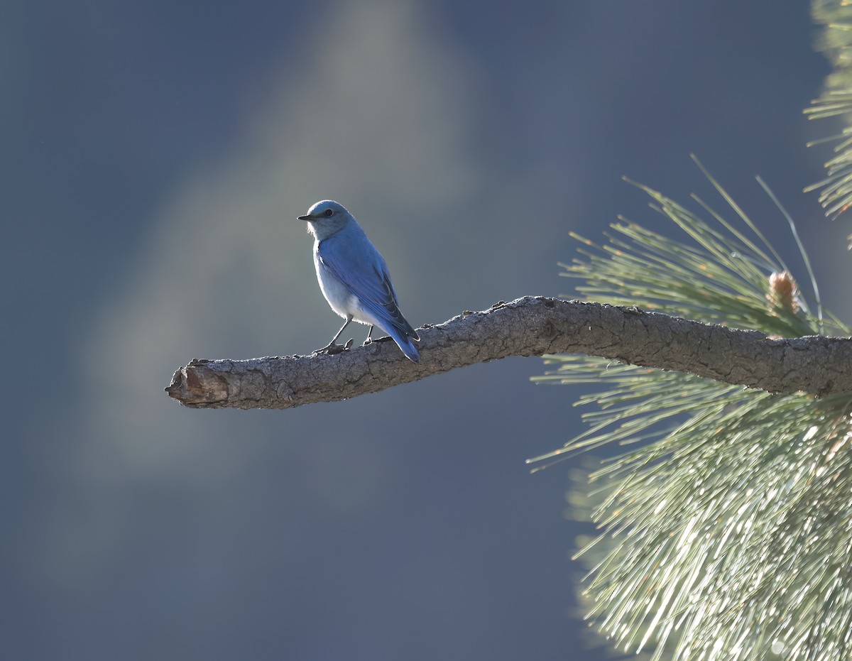 Mountain Bluebird - Matt Yawney