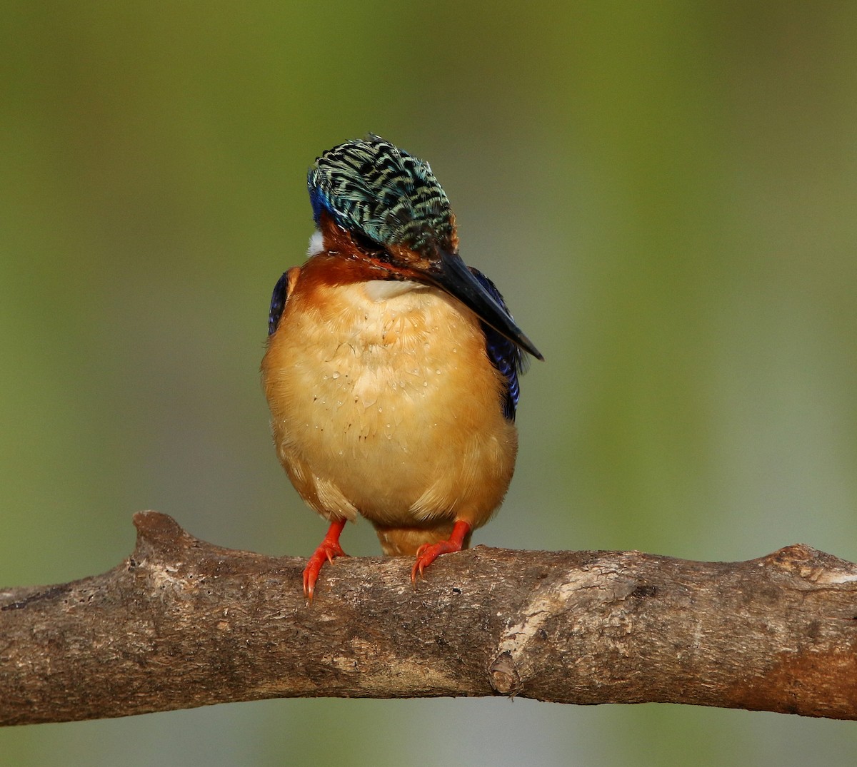 Malagasy Kingfisher - ML617765487