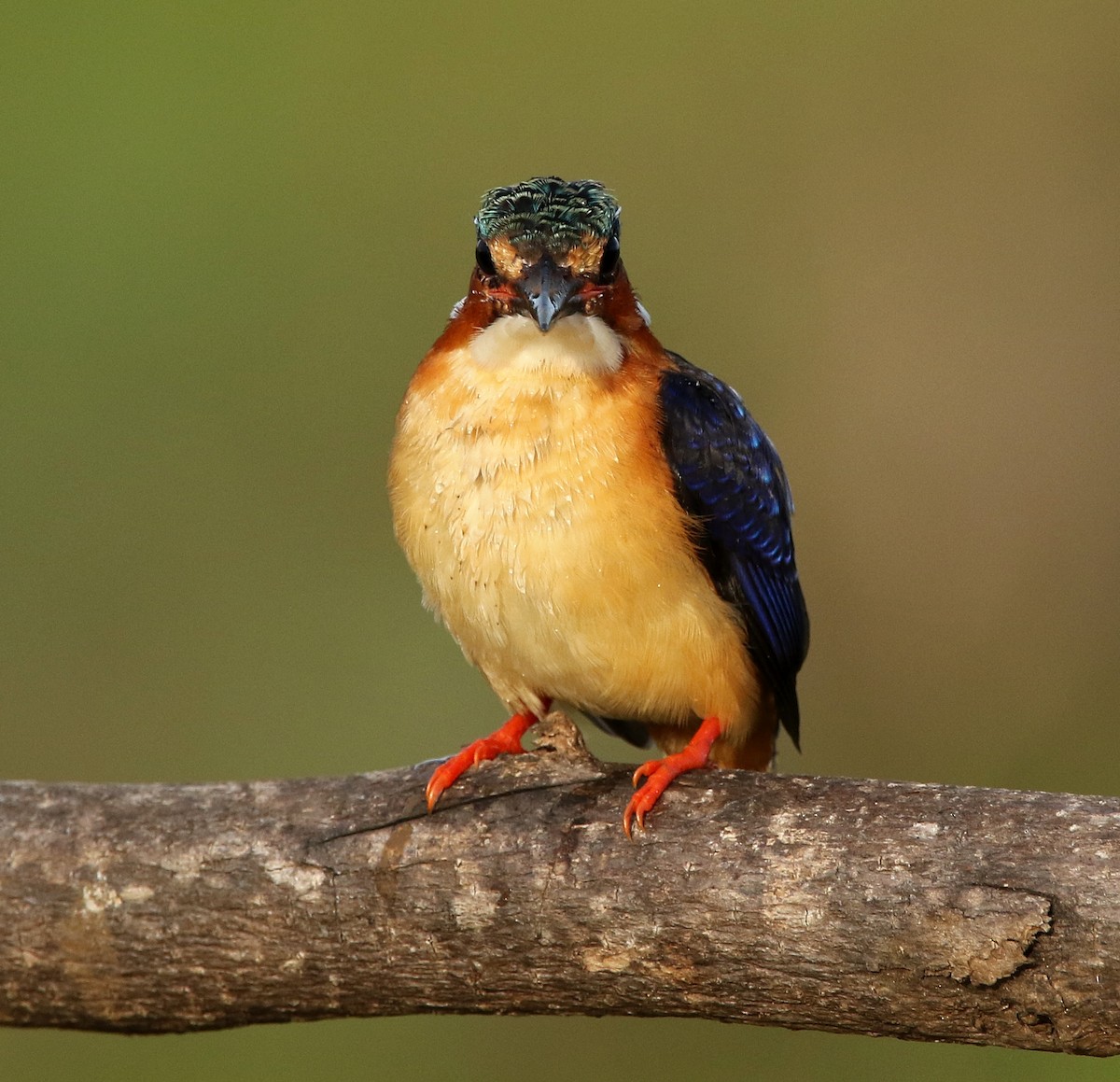 Malagasy Kingfisher - Paul Lenrumé
