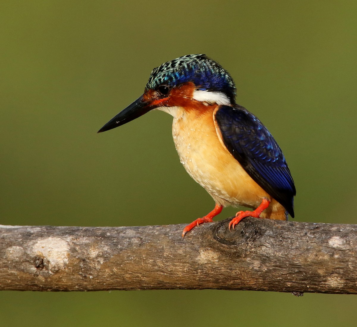 Malagasy Kingfisher - ML617765489