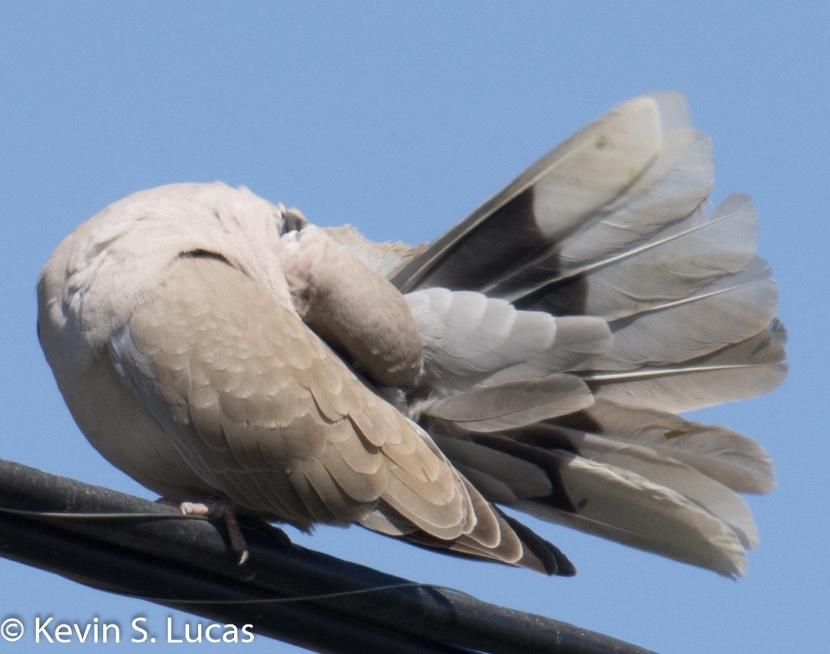 African Collared-Dove - ML617765501
