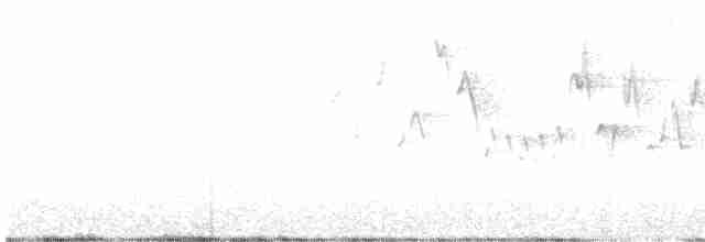 Troglodyte de Baird - ML617765575