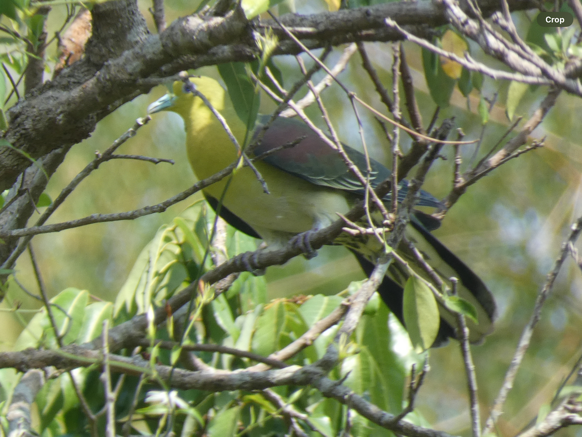 White-bellied Green-Pigeon - ML617765582