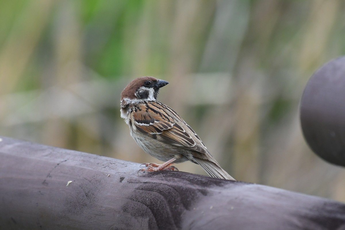 Eurasian Tree Sparrow - ML617765585