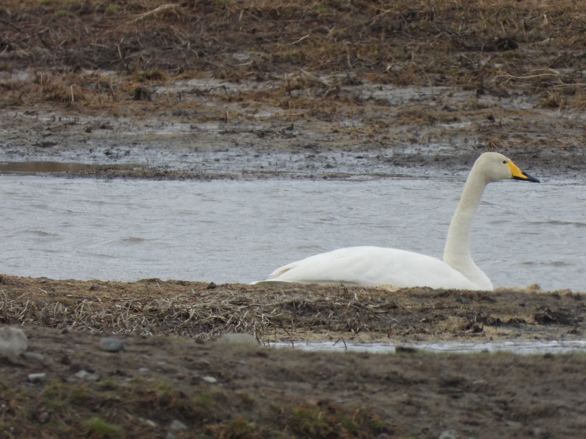 eBird Checklist - 21 Apr 2024 - Swan Pond, UB, MN - 34 species (+1 ...