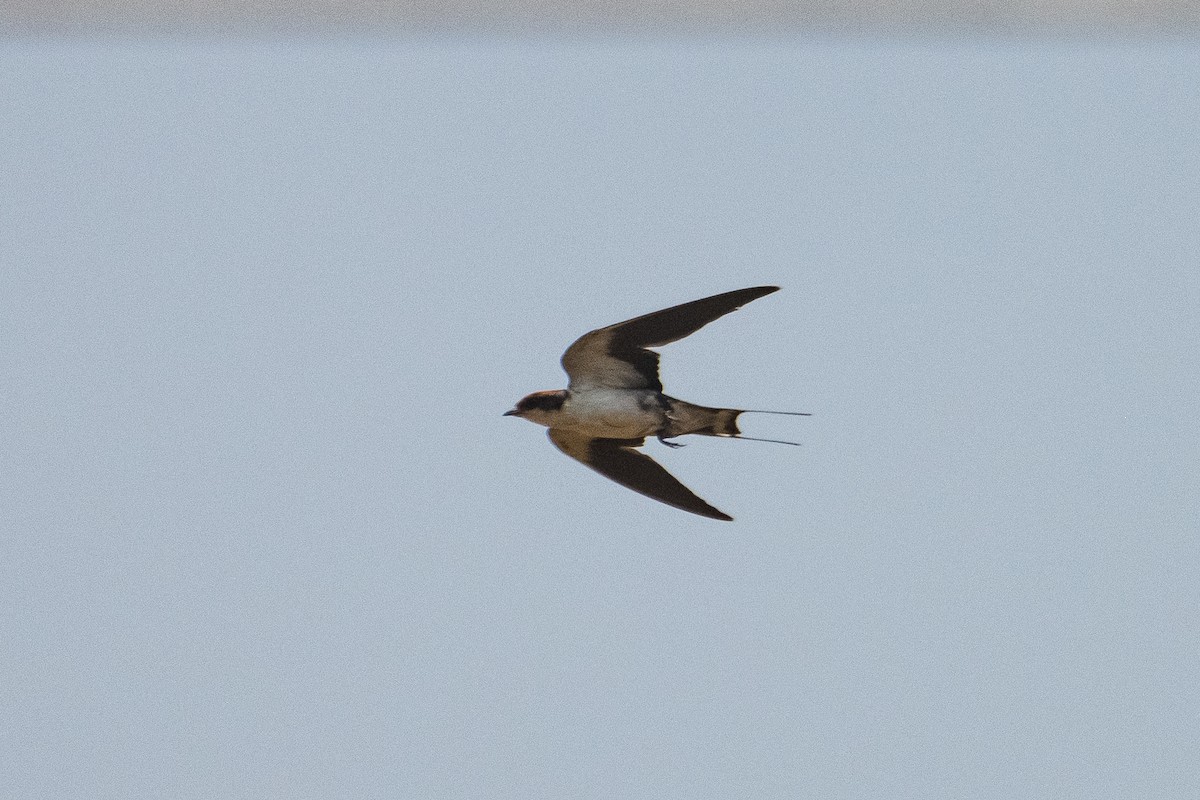 Wire-tailed Swallow - ML617765625