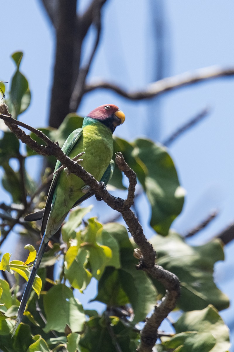 Plum-headed Parakeet - Ayaz Mansuri