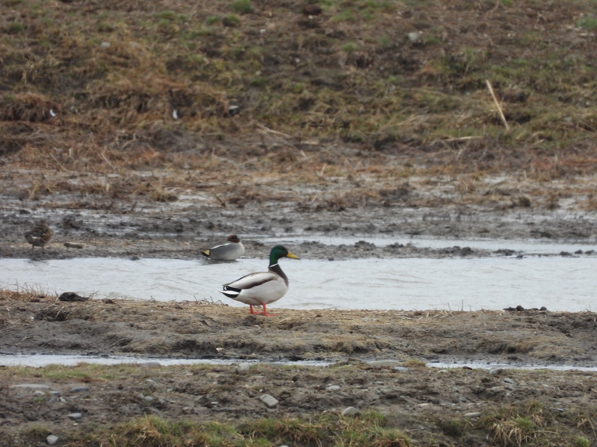 Green-winged Teal - ML617765656