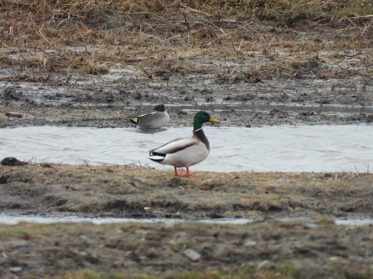 Green-winged Teal - ML617765657