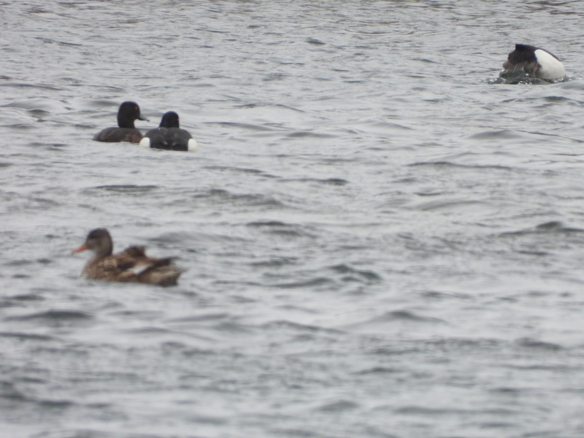 Tufted Duck - ML617765675