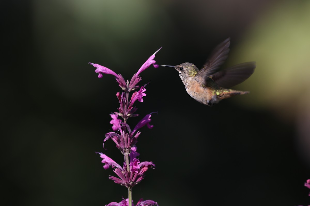 Bumblebee Hummingbird - ML617765715