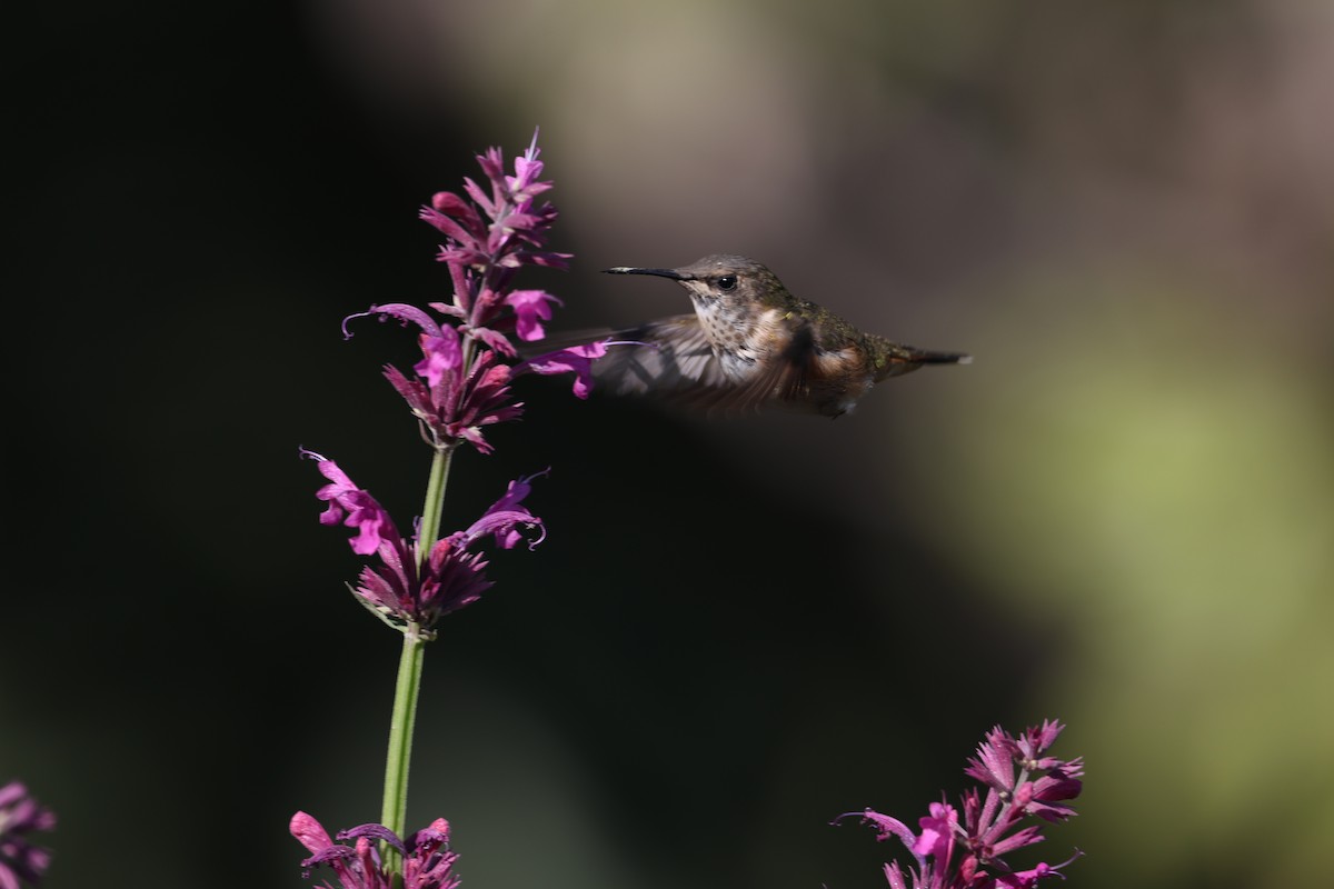 Bumblebee Hummingbird - ML617765734