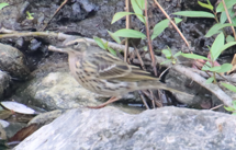 Rosy Pipit - ML617765757
