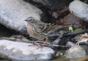 Rosy Pipit - ML617765758