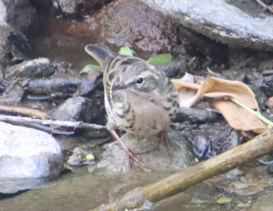 Rosy Pipit - ML617765759