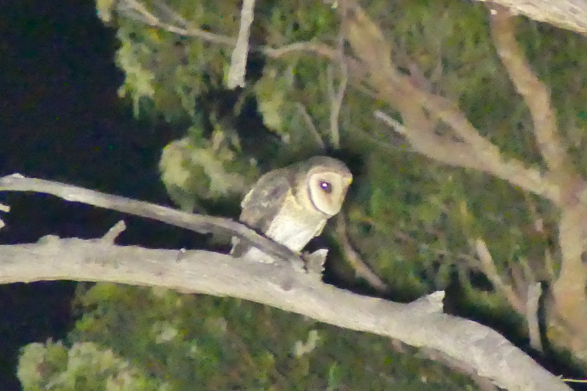 Australian Masked-Owl - ML617765828