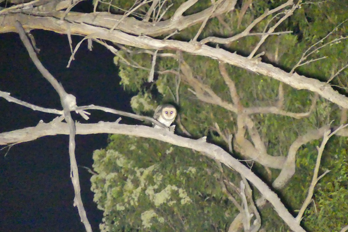 Australian Masked-Owl - ML617765829