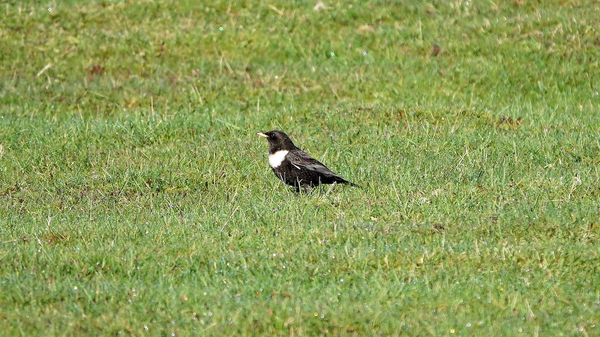 Ring Ouzel (Northern) - ML617765836