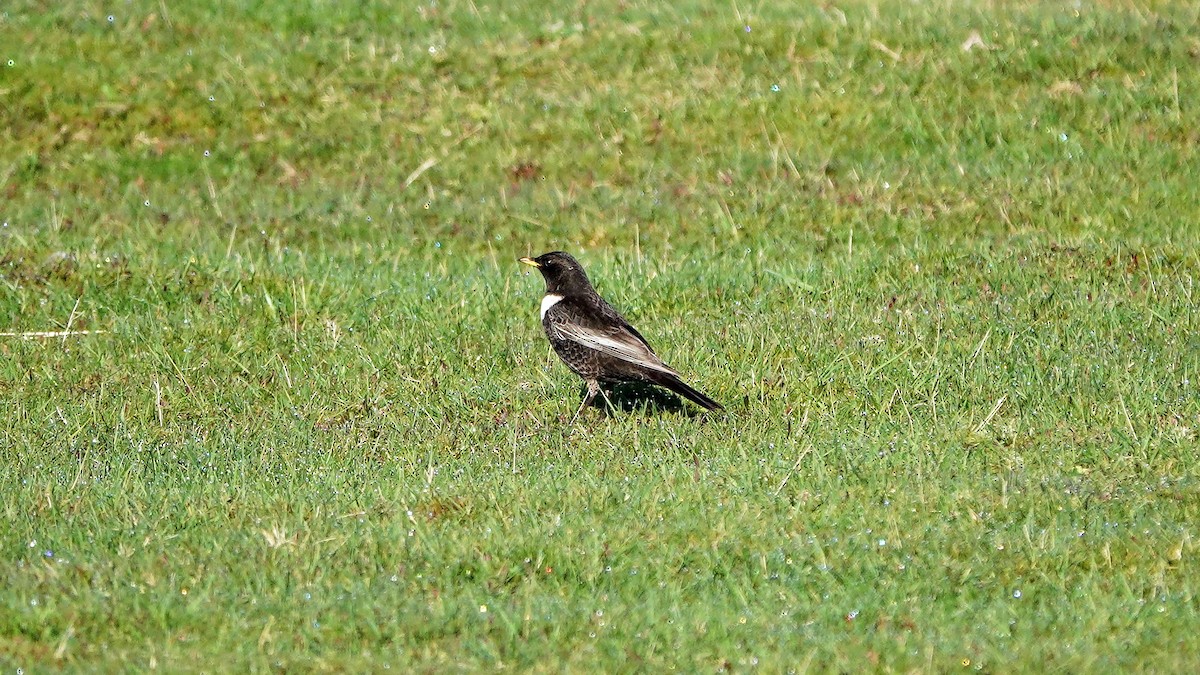 Ring Ouzel (Northern) - ML617765843