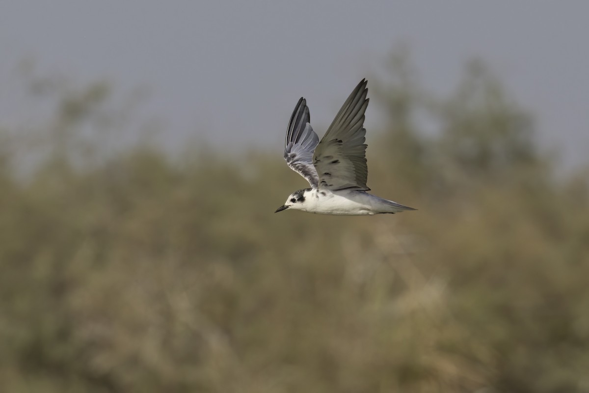 White-winged Tern - ML617765871