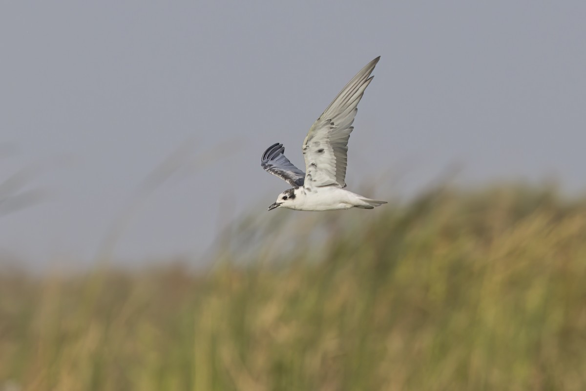 White-winged Tern - ML617765872