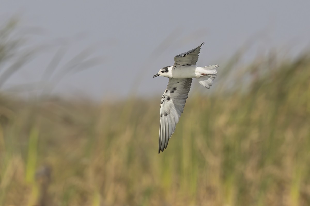 White-winged Tern - ML617765873