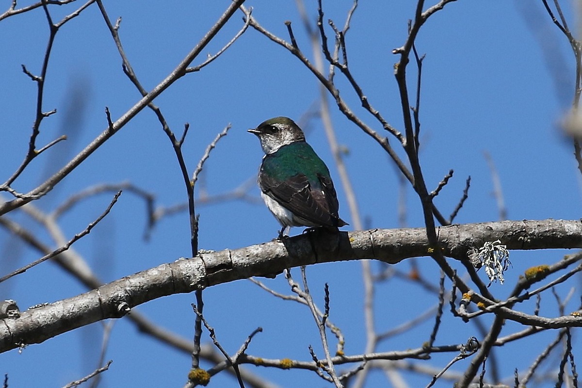 Violet-green Swallow - ML617765886