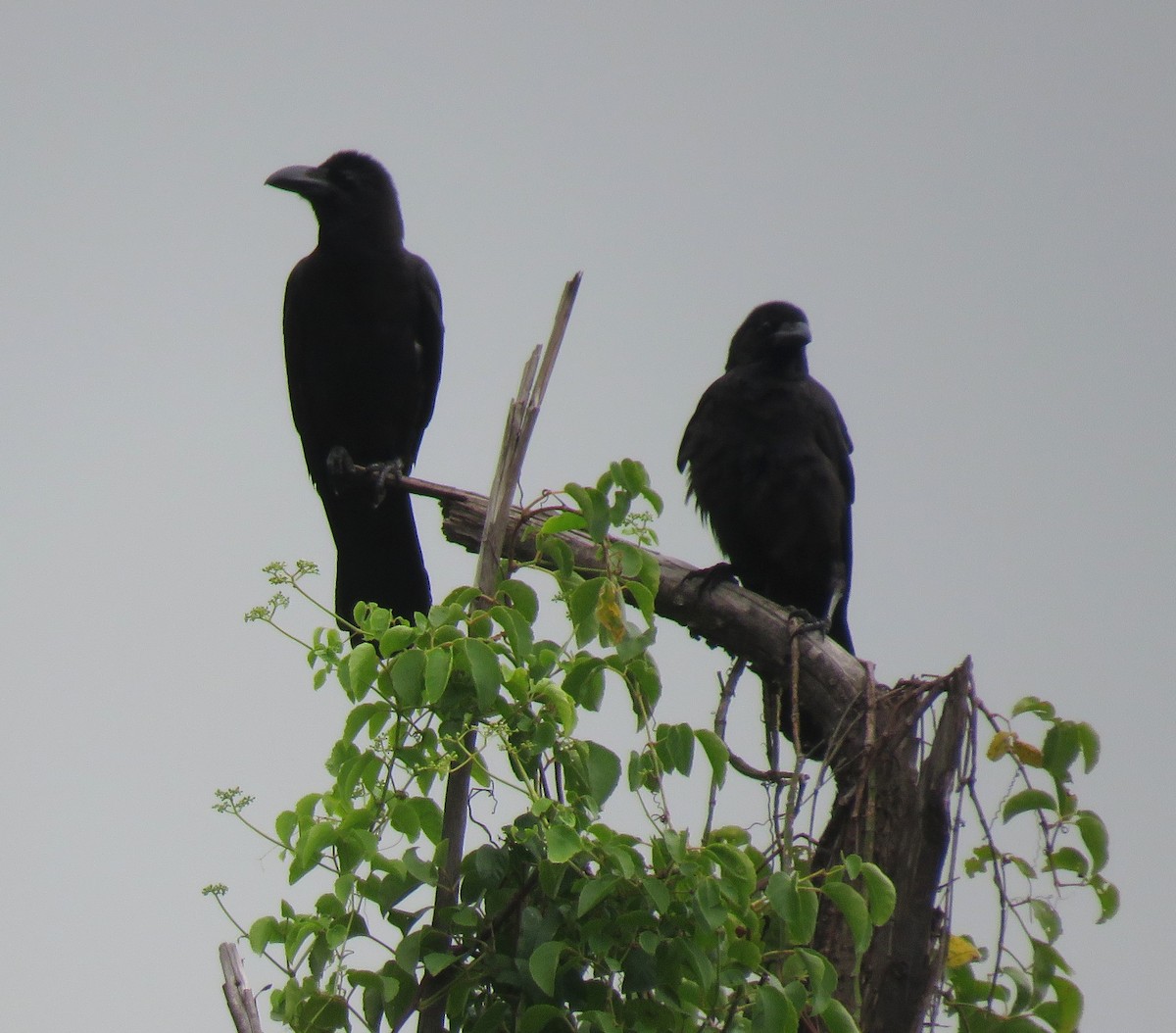Large-billed Crow - ML617765902