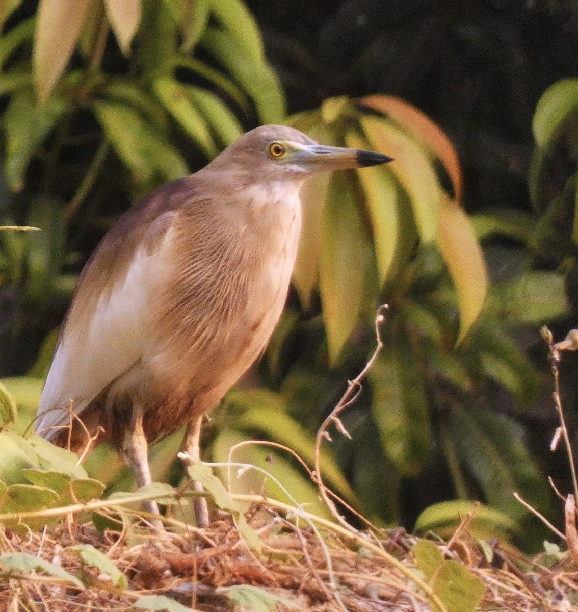 Indian Pond-Heron - Santharam V