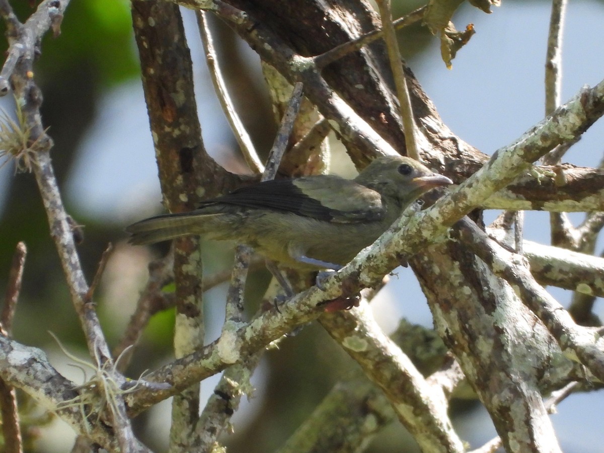 Palm Tanager - ML617766117