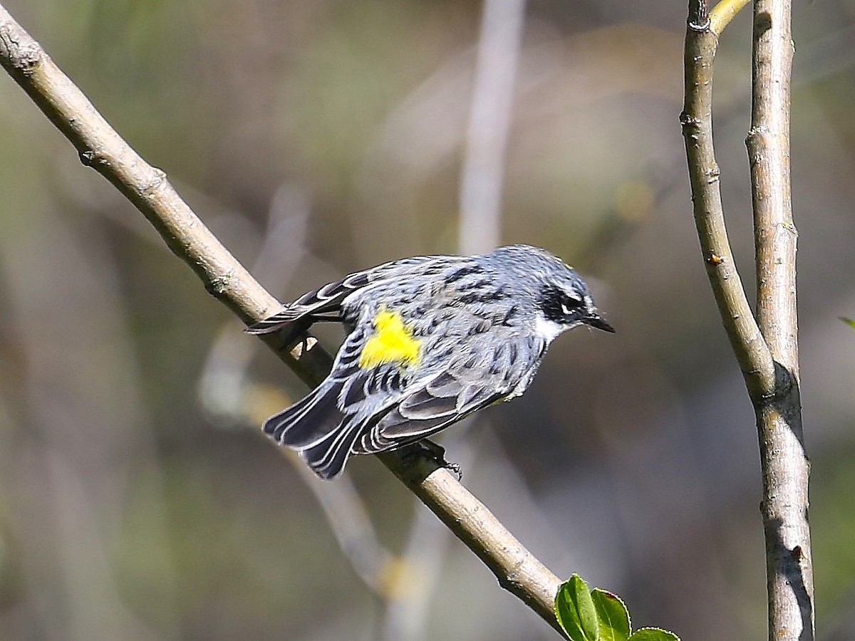 Yellow-rumped Warbler (Myrtle) - John F. Gatchet