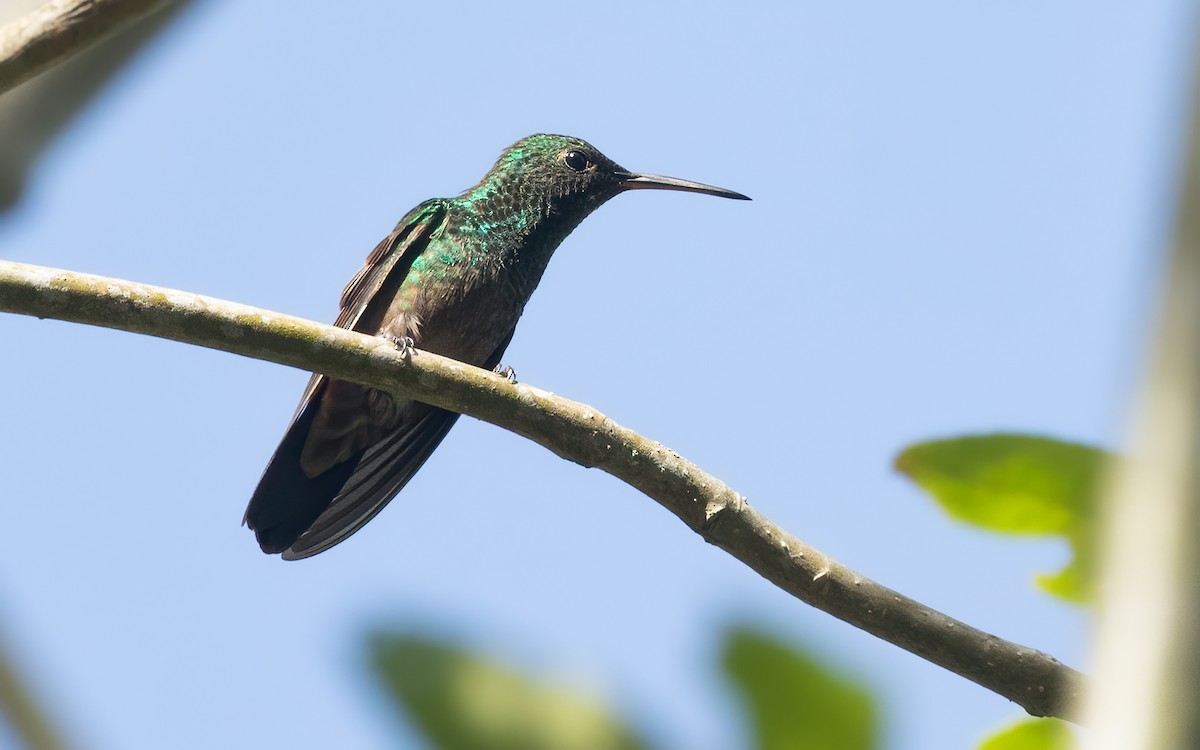 kolibřík zelenobřichý - ML617766181