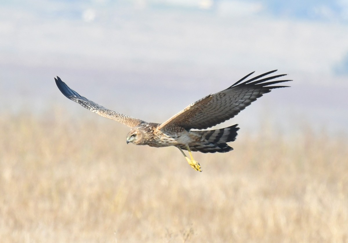 Spotted Harrier - ML617766245