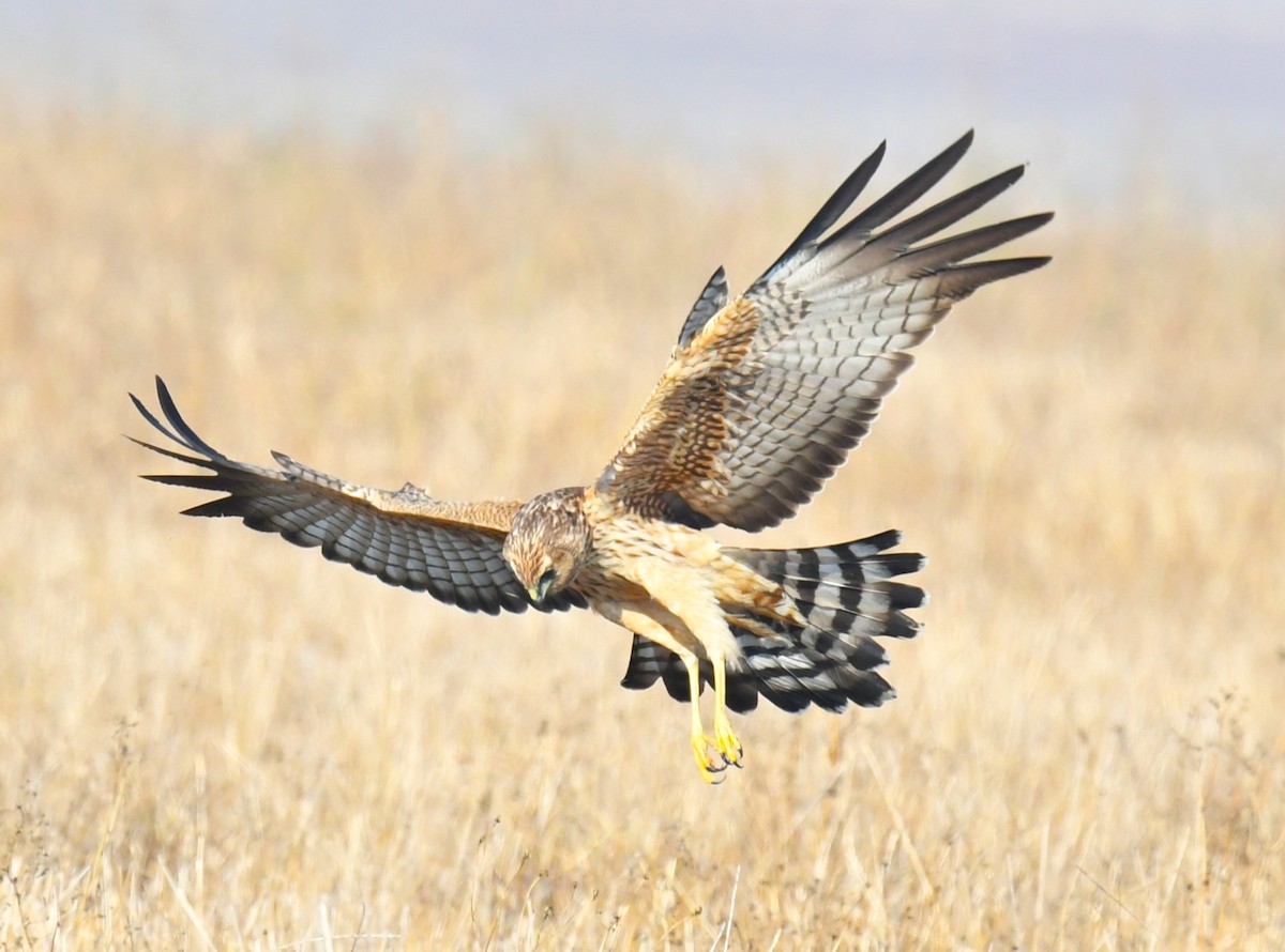 Spotted Harrier - Ron Sawyer