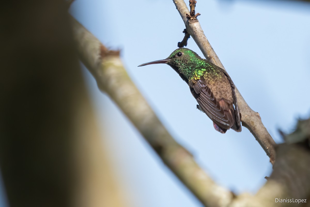 Green-bellied Hummingbird - ML617766257