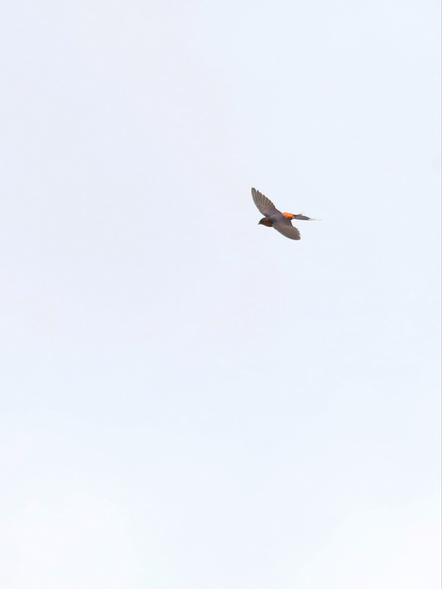 Rufous-bellied Swallow - ML617766258