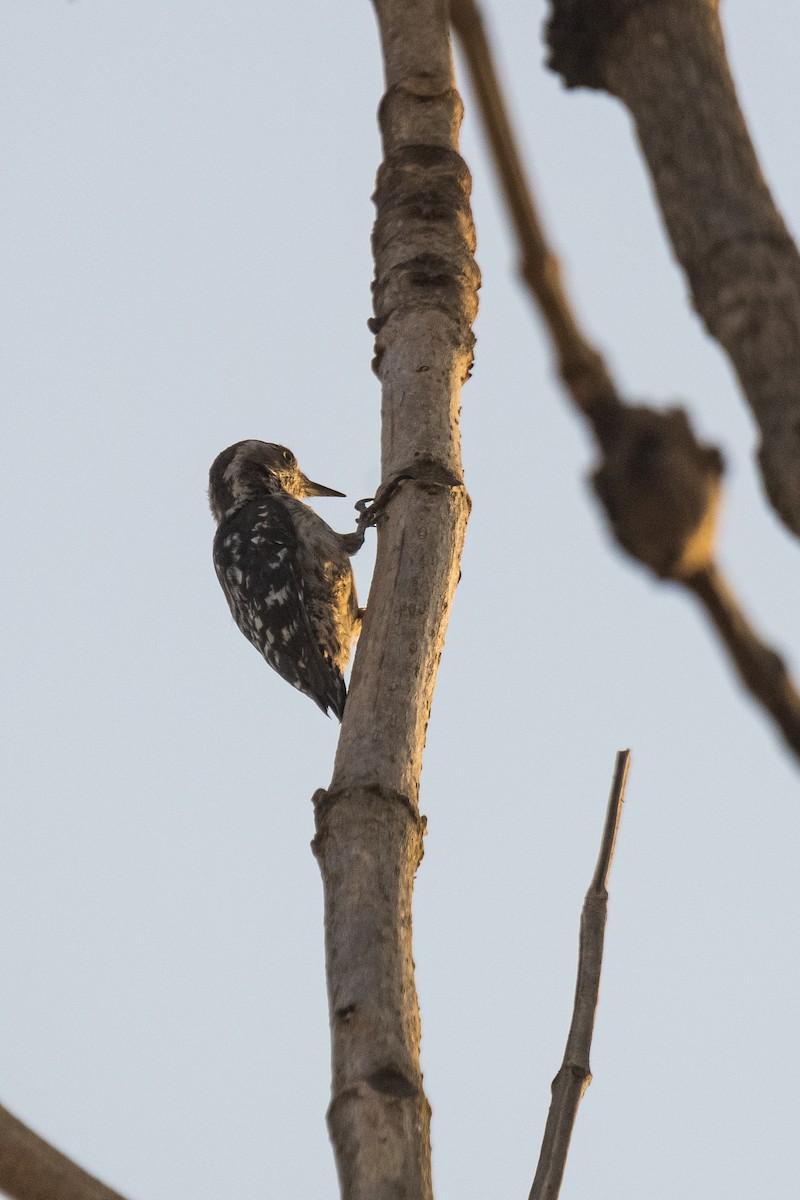 Brown-capped Pygmy Woodpecker - ML617766270